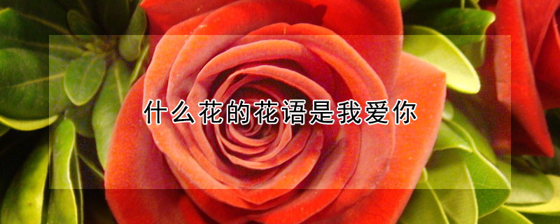 什么花的花语是我爱你