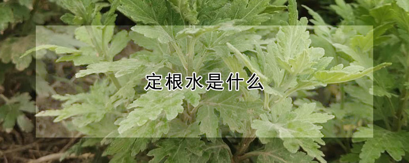 定根水是什么