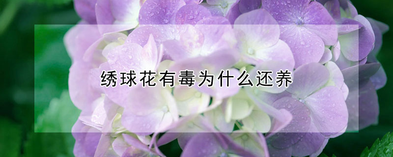 绣球花有毒为什么还养