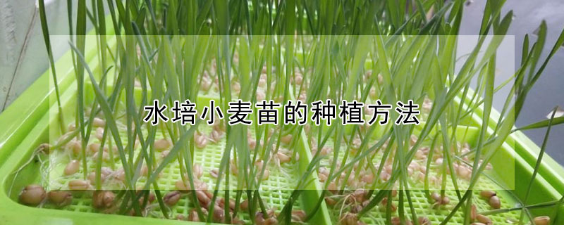 水培小麦苗的种植方法