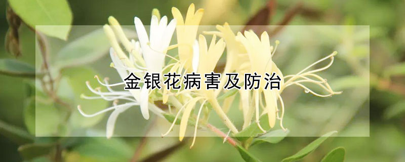 金银花病害及防治