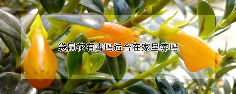 袋鼠花有毒吗适合在家里养吗