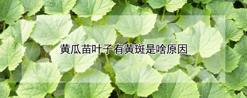 黄瓜苗叶子有黄斑是啥原因