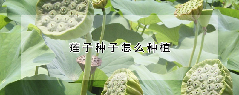 莲子种子怎么种植