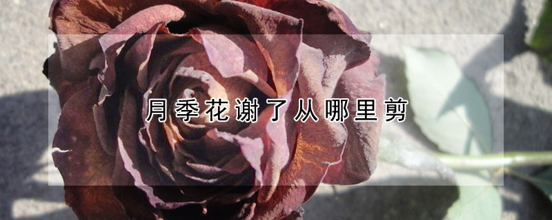 月季花谢了从哪里剪