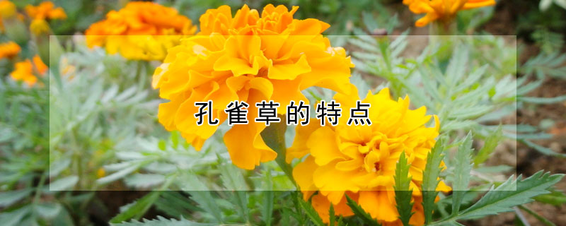 孔雀草的特点