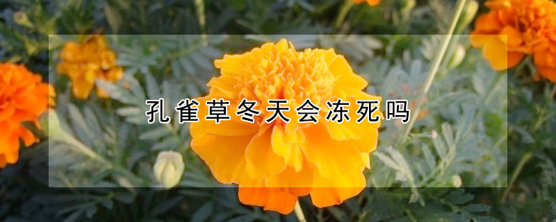 孔雀草冬天会冻死吗