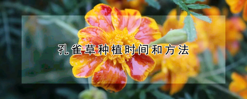 孔雀草种植时间和方法