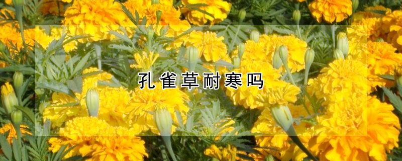 孔雀草耐寒吗