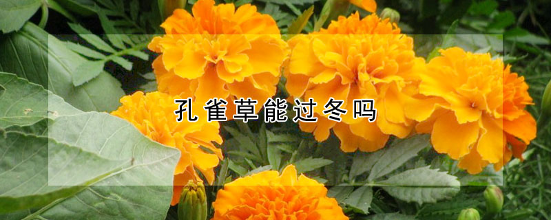 孔雀草能过冬吗