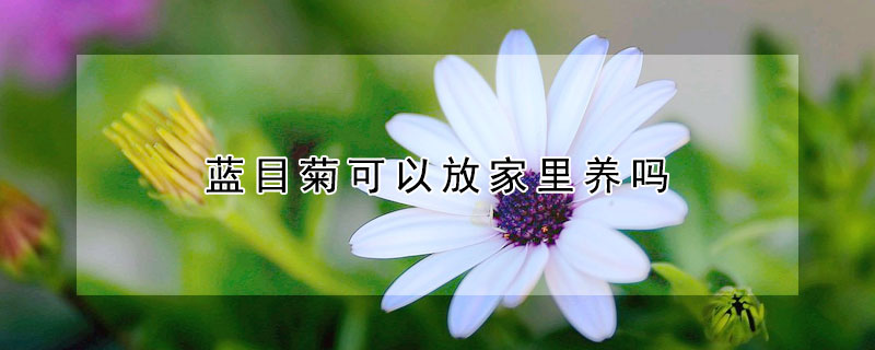 蓝目菊可以放家里养吗