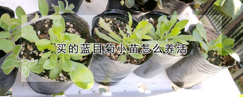 买的蓝目菊小苗怎么养活