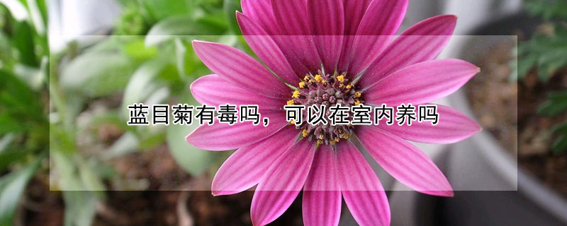 蓝目菊有毒吗，可以在室内养吗