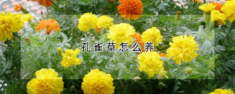 孔雀草怎么养