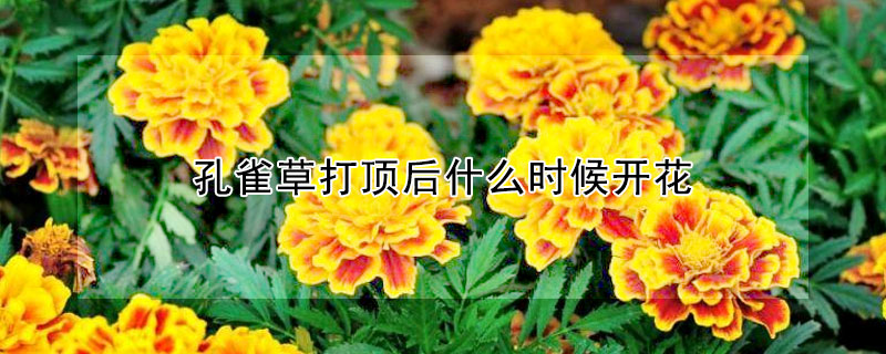 孔雀草打顶后什么时候开花