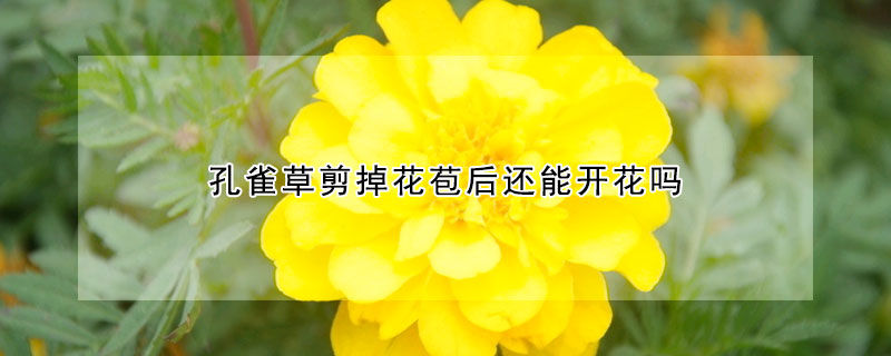 孔雀草剪掉花苞后还能开花吗