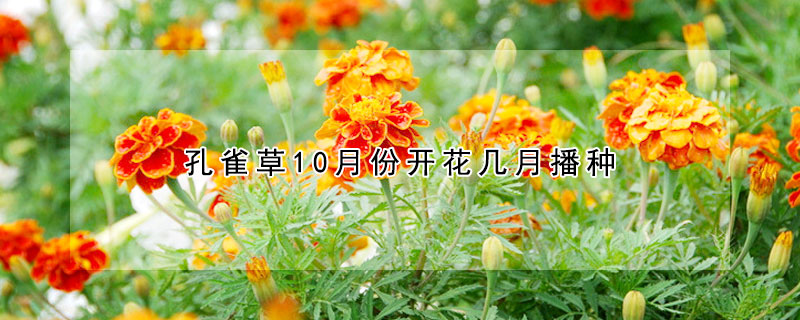 孔雀草10月份开花几月播种