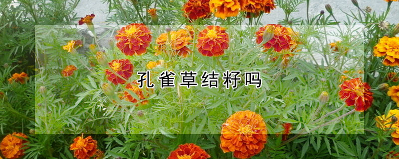 孔雀草结籽吗