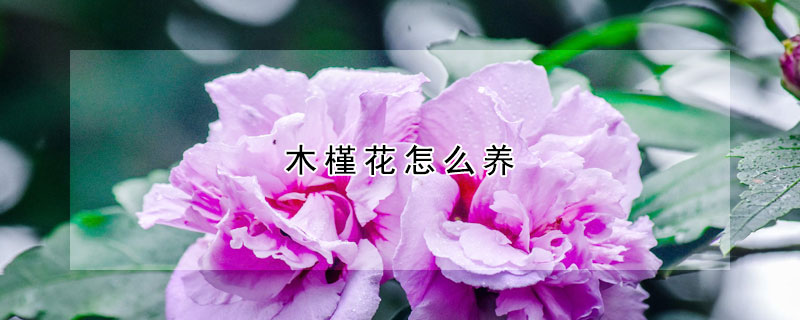 木槿花怎么养