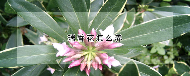 瑞香花怎么养