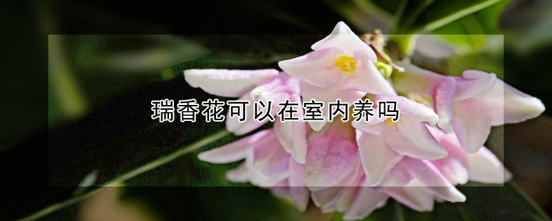 瑞香花可以在室内养吗