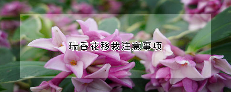 瑞香花移栽注意事项