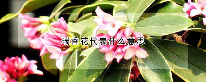 瑞香花代表什么意思