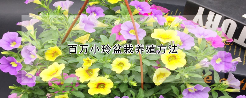 百万小玲盆栽养殖方法