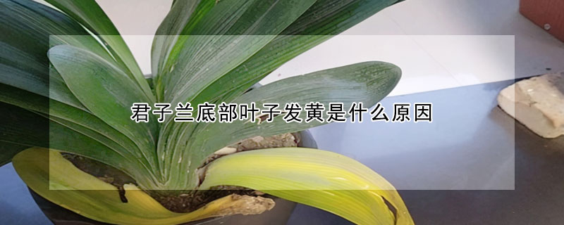 君子兰底部叶子发黄是什么原因