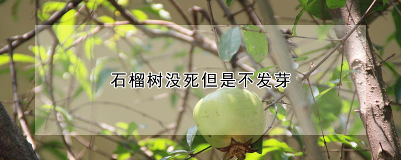 石榴树没死但是不发芽