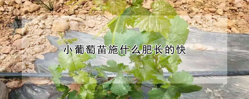 小葡萄苗施什么肥长的快