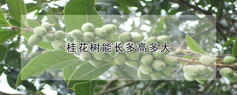 桂花树能长多高多大