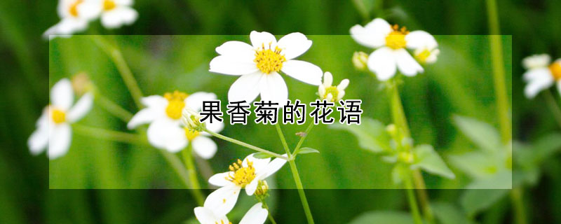 果香菊的花语