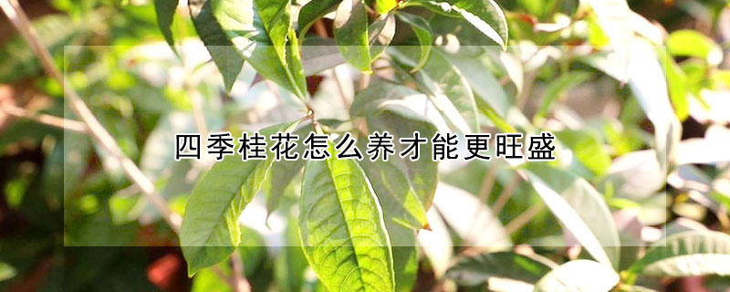 四季桂花怎么养才能更旺盛