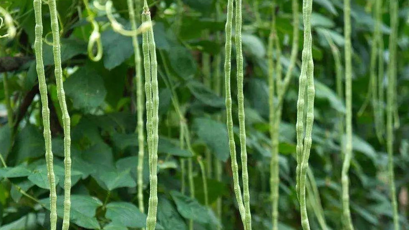 豇豆高产种植技术