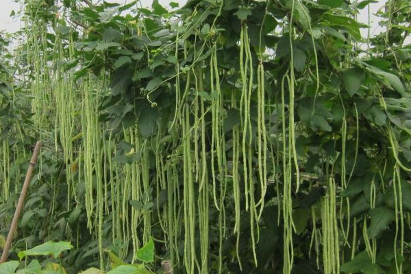 豇豆高产种植技术