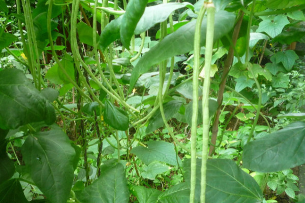 豇豆高产种植技术