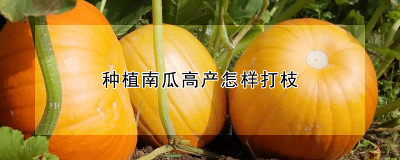 种植南瓜高产怎样打枝