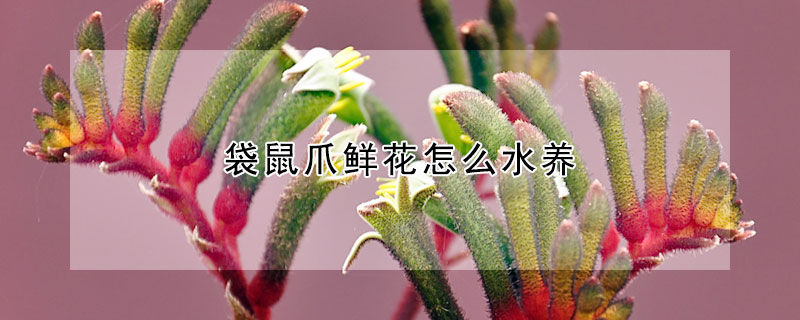 袋鼠爪鲜花怎么水养