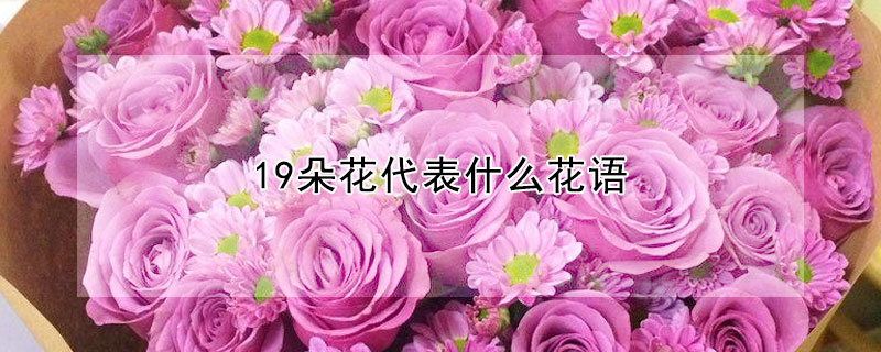 19朵花代表什么花语