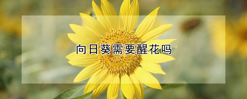 向日葵需要醒花吗