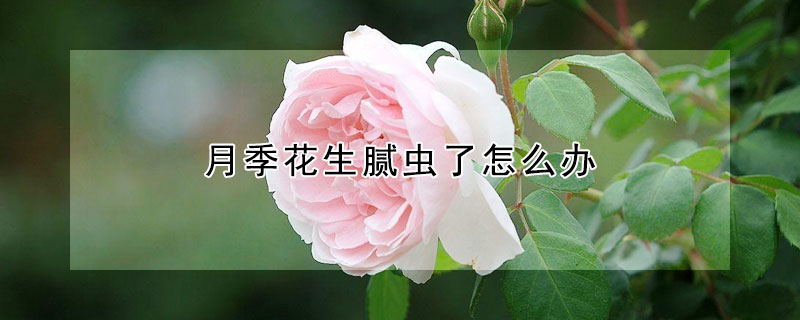 月季花生腻虫了怎么办