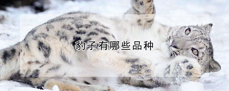 豹子有哪些品种