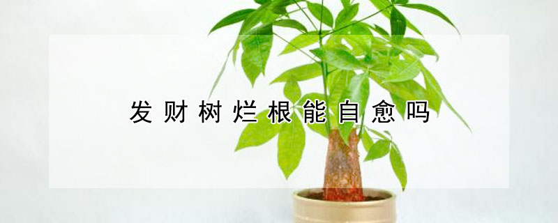 发财树烂根能自愈吗