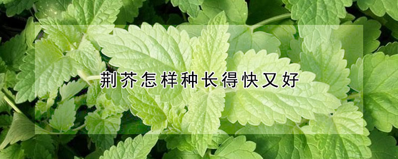 荆芥怎样种长得快又好