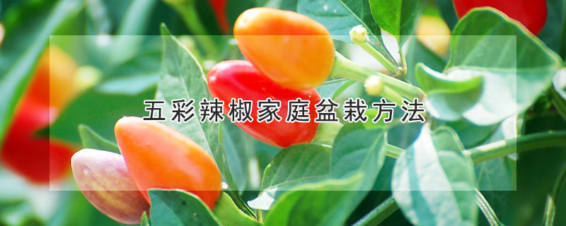 五彩辣椒家庭盆栽方法 —【发财农业网】