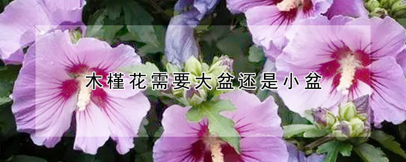 木槿花需要大盆还是小盆