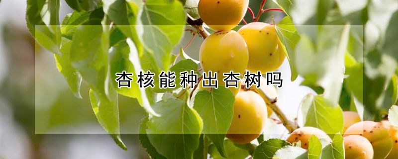 杏核能种出杏树吗