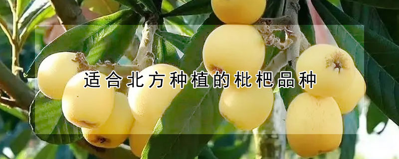 适合北方种植的枇杷品种