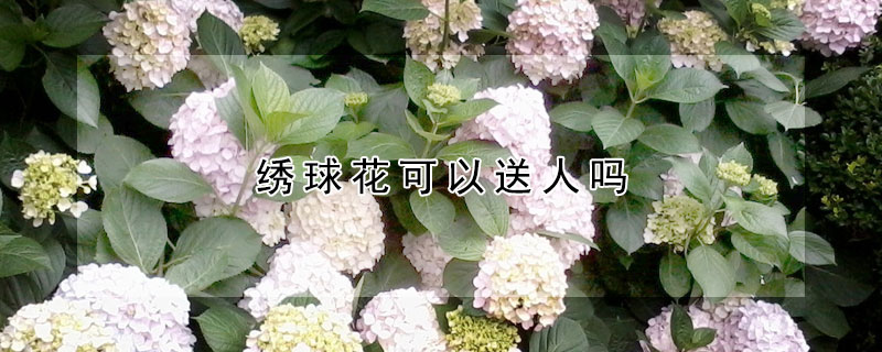 绣球花可以送人吗